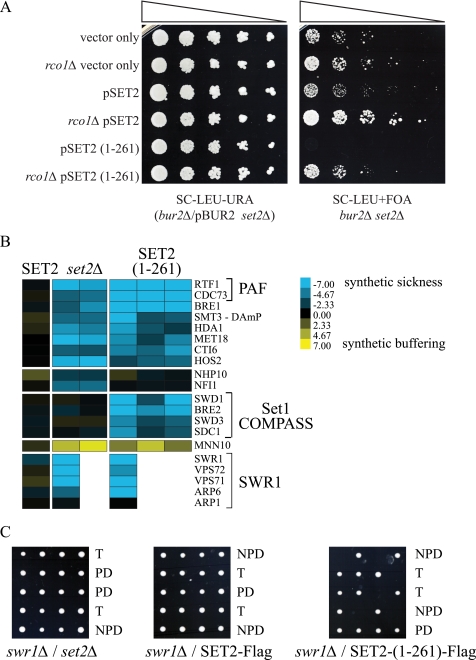 FIGURE 4.