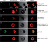 F<sc>ig</sc>. 5.