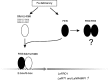 F<sc>ig</sc>. 8.