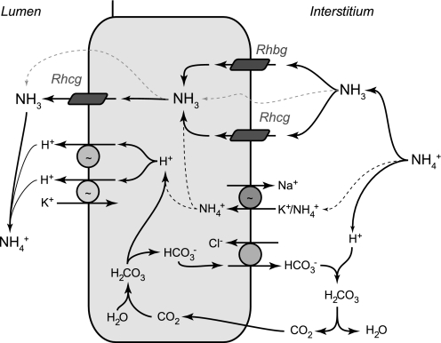 Fig. 9.