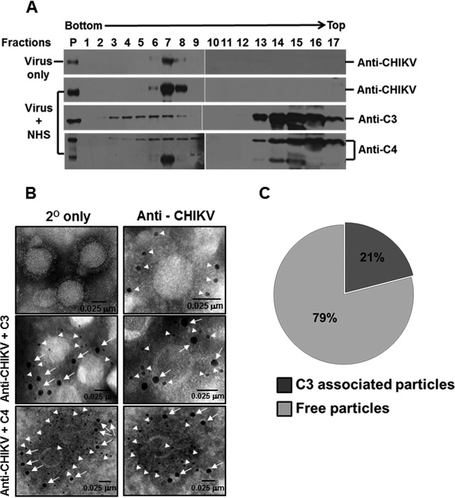 FIG 3