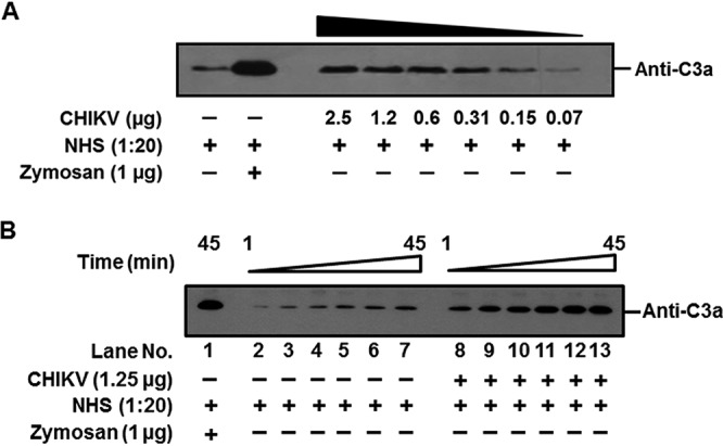 FIG 1