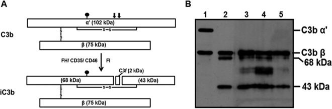 FIG 4