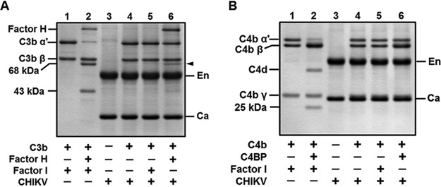 FIG 5