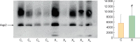 FIGURE 2: