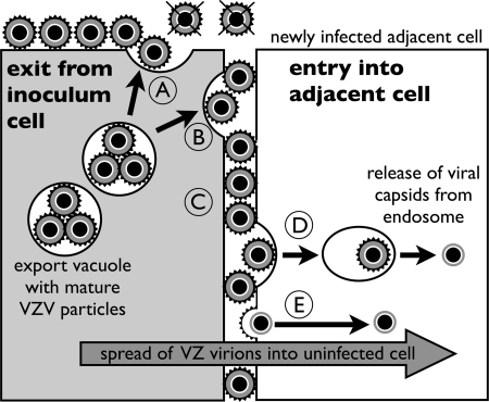 FIG. 8.