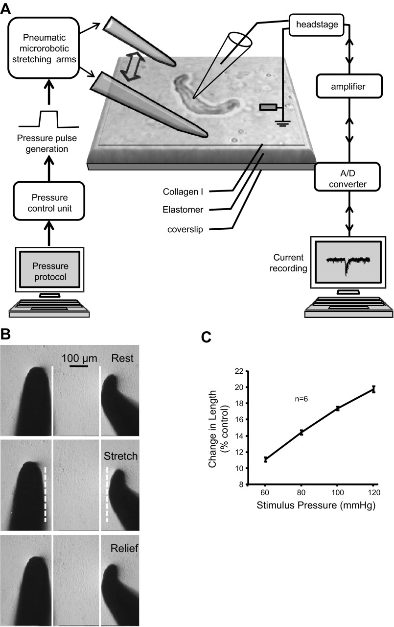 Fig. 1.