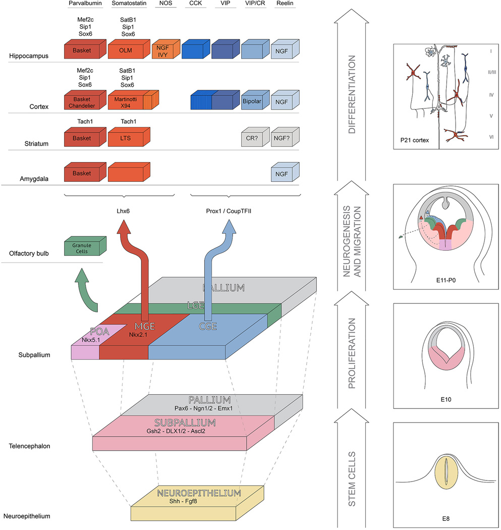 Interneuron Cell Types: Fit to form and formed to fit - PMC