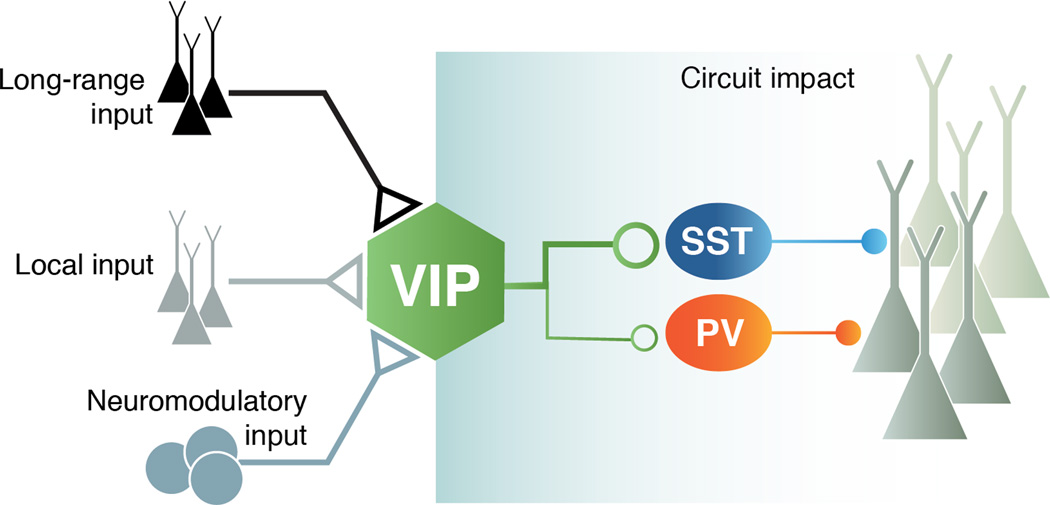 Interneuron Cell Types: Fit to form and formed to fit - PMC