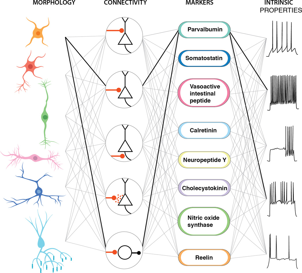 Interneuron Cell Types: Fit to form and formed to fit - PMC