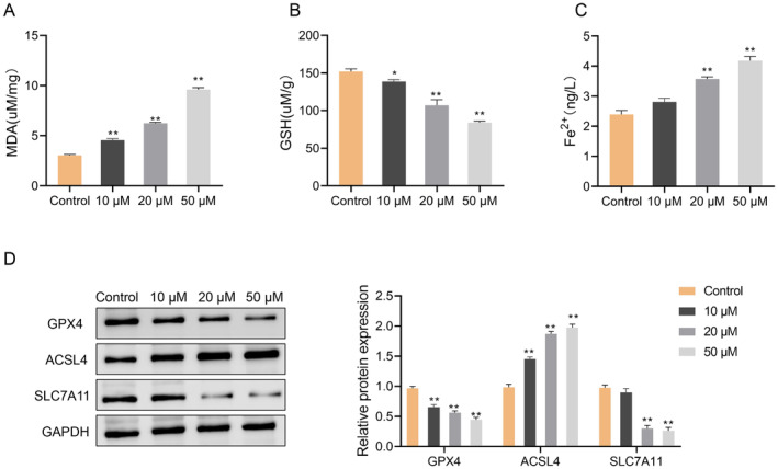 FIGURE 4