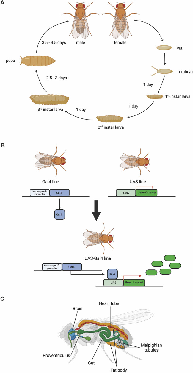 Fig. 1