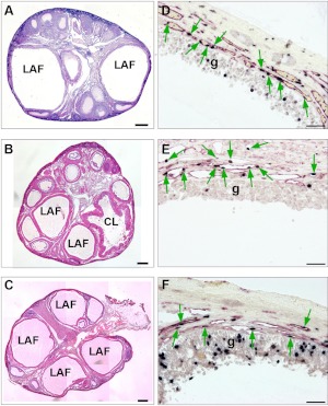 Fig. 5.