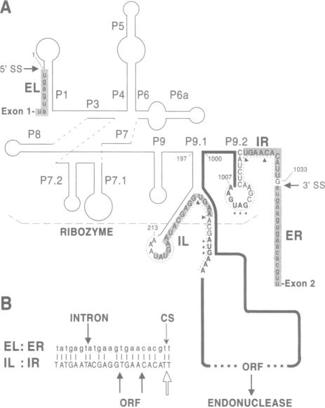 graphic file with name pnas01147-0225-a.jpg