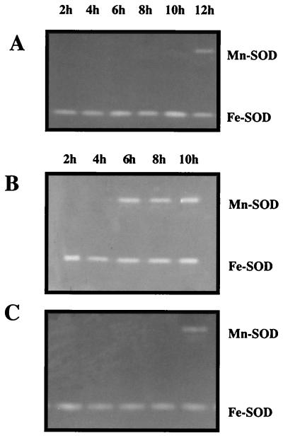 FIG. 1