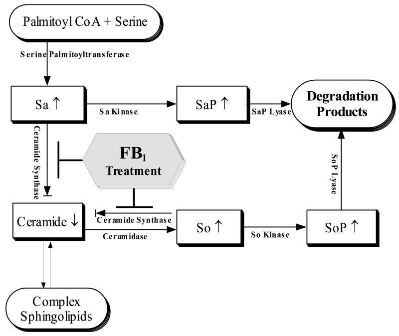 Fig. 9