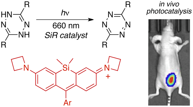 Enabling In Vivo Photocatalytic Activation Of Rapid Bioorthogonal 