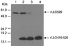 FIG. 9.