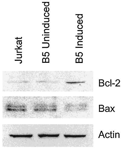 FIG. 5.