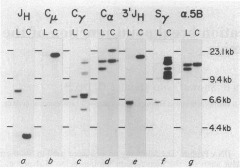 graphic file with name pnas00339-0513-a.jpg