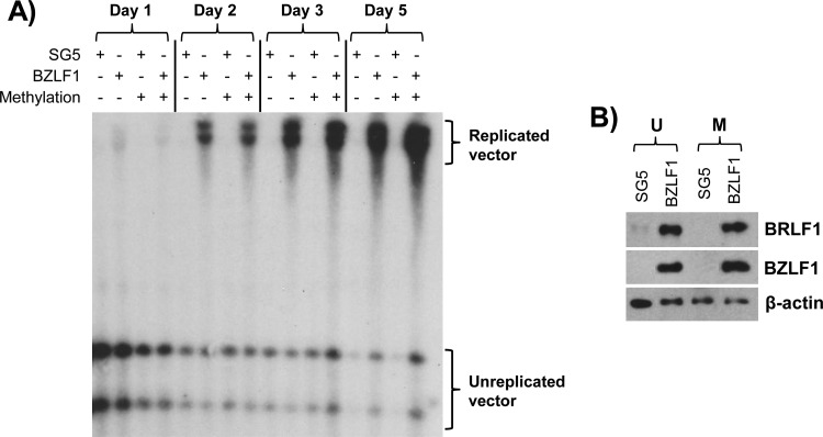 Fig 8