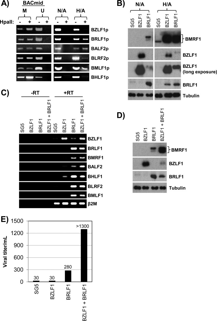 Fig 9