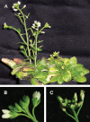 Fig. 7.