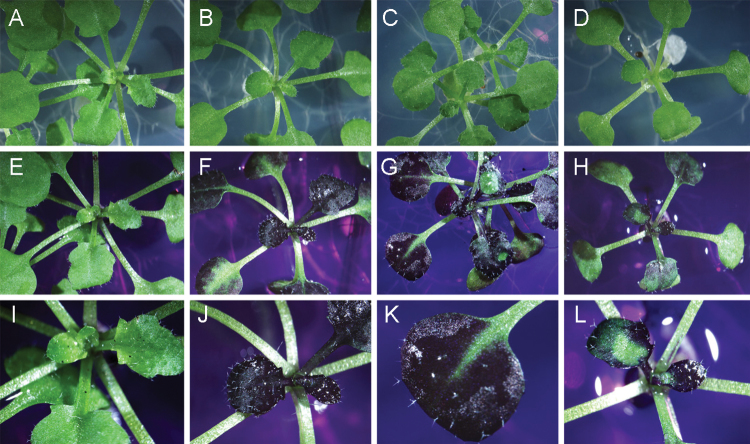 Fig. 3. 