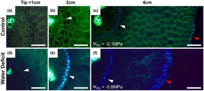 FIGURE 4