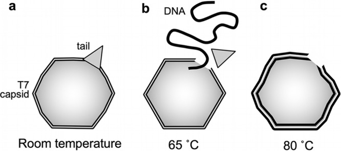 FIG 10