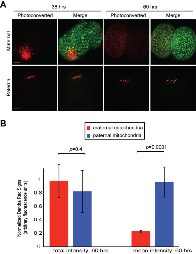 Figure 6—figure supplement 1.