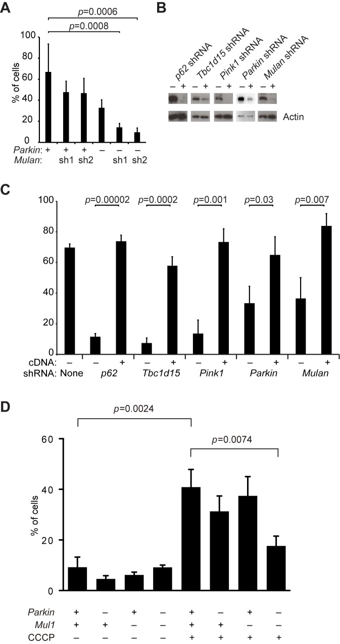 Figure 4—figure supplement 1.