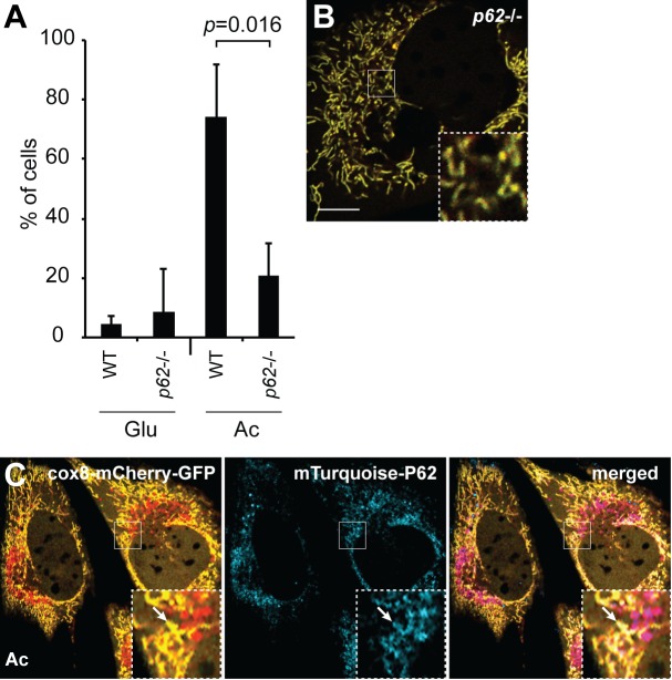 Figure 3—figure supplement 1.