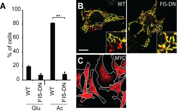 Figure 5—figure supplement 1.