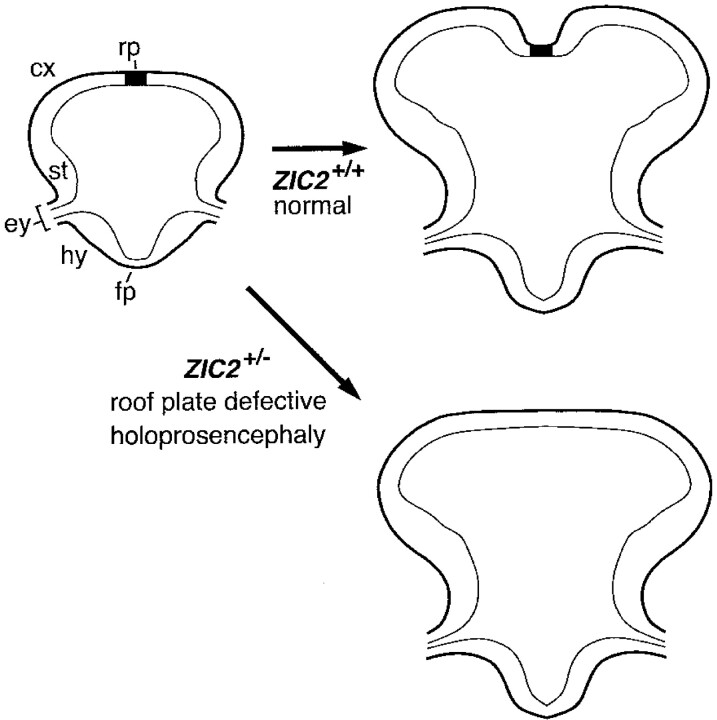 Fig 6.