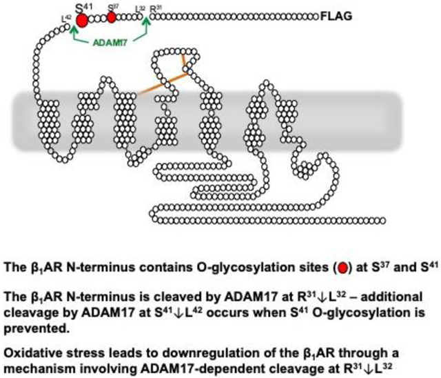 graphic file with name nihms-1673839-f0001.jpg