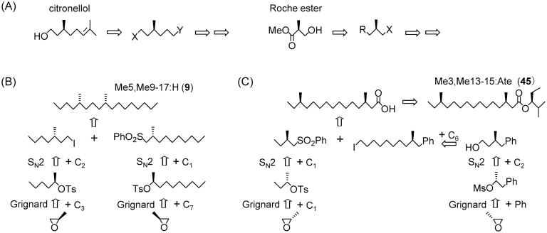 Fig. 6. Notable chiral synthons for enantioselective syntheses of methyl-branched pheromones (A) and new synthetic approaches using chiral propylene oxide, (B) and (C).