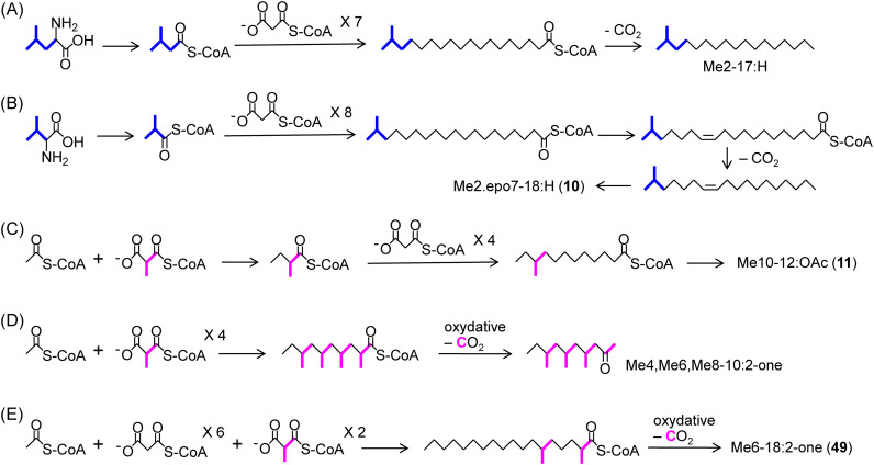 Fig. 7. Biosynthetic pathways for methyl-branched pheromones of Arctiinae moths (A), the gypsy moth (B), the smaller tea tortrix (C), the storage mite (D), and the lichen moth (E). The pathways of (C) and (E) are putative.