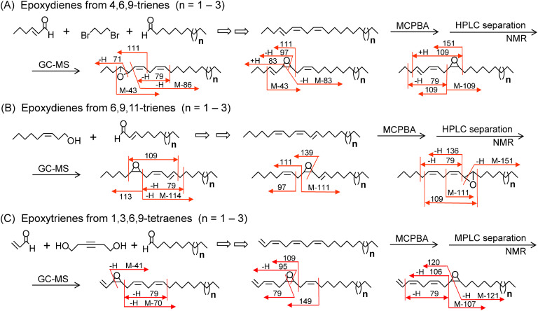 Fig. 5. Preparation of epoxy derivatives from E4,Z6,Z9-trienes (A), Z6,Z9,E11-trienes (B), and Δ1,Z3,Z6,Z9-tetraenes (C), and their diagnostic fragment ions for the GC/MS analysis. See mass spectra of Suppl. Fig. S4 for the epoxydienes from E4,Z6,Z9-21:H, Supplemental Fig. S5 for the epoxydienes from Z6,Z9,E11-21:H, and Supplemental Fig. S6 for the epoxytrienes from Δ1,Z3,Z6,Z9-21:H.