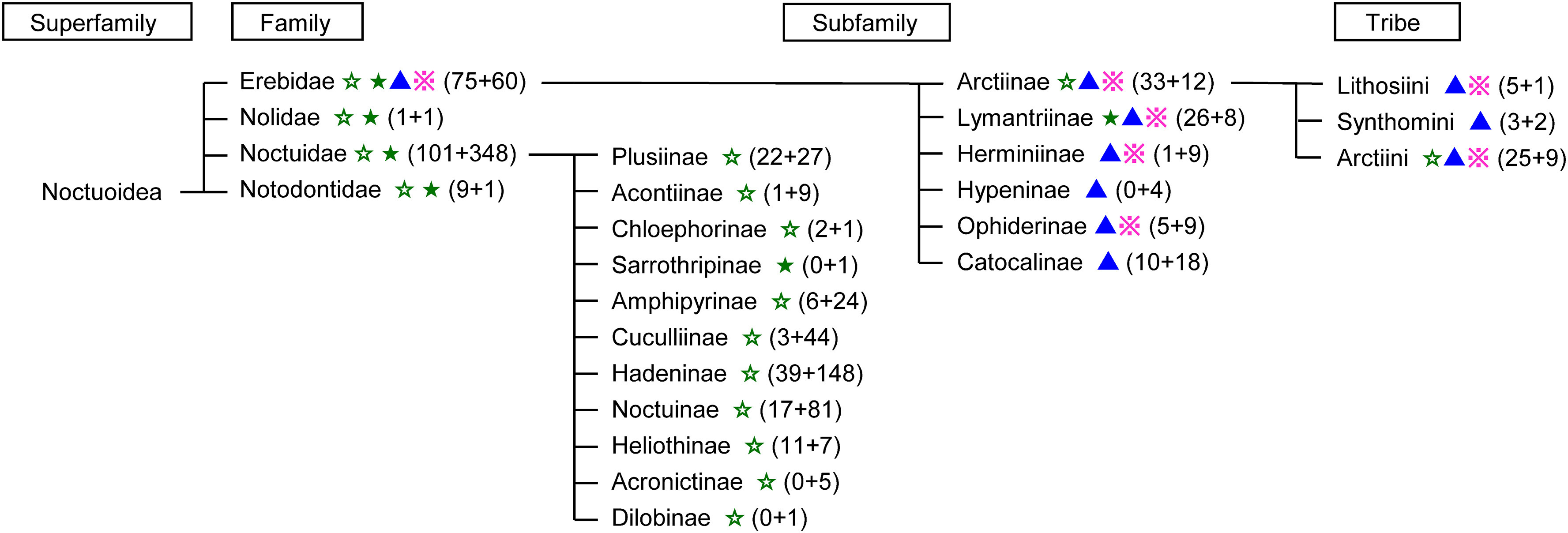 Fig. 2. Taxonomy and pheromone studies of insects in the superfamily of Noctuoidea. The numbers before and after + in parentheses in each group indicate the total number of species whose female sex pheromone and male attractant have been reported, respectively. Each mark after the group name indicates that some species within the group produces a pheromone component of Type I (☆ with a common functional group, ★ with a novel functional group), Type II (▲), or others (※). (This figure is a significant revision of Fig. 2 in Ref. 6 due to the change in the classification of Noctuoidea).