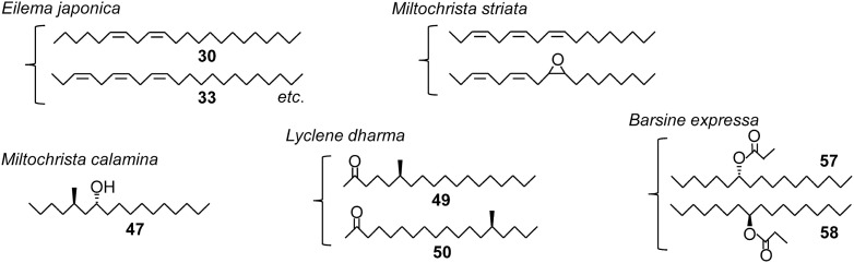 Fig. 3. Sex pheromones identified from female lichen moths.