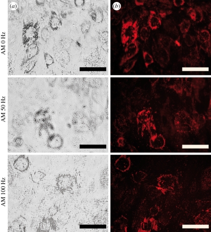 Figure 11.