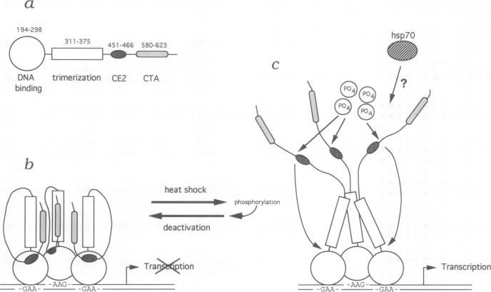 graphic file with name emboj00059-0148-a.jpg