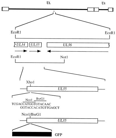 FIG. 1