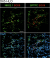 Figure 6—figure supplement 1.
