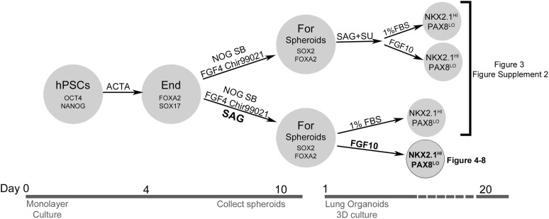 Figure 3—figure supplement 1.