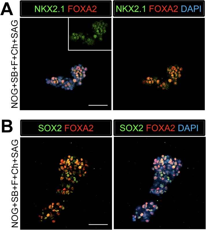 Figure 3—figure supplement 3.