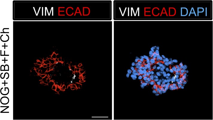 Figure 1—figure supplement 3.