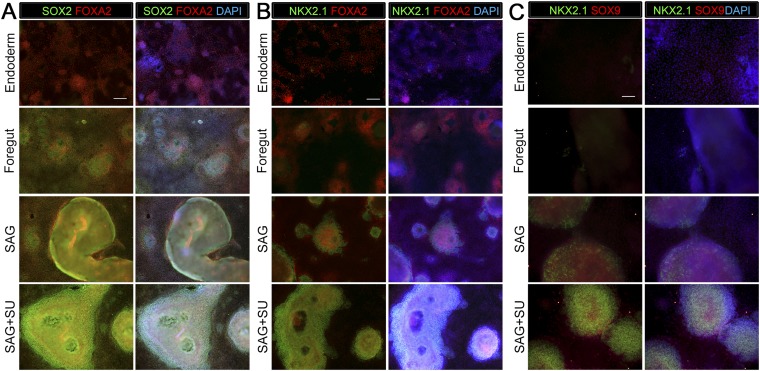 Figure 1—figure supplement 1.