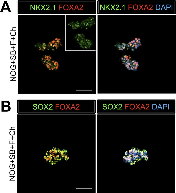 Figure 1—figure supplement 2.